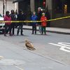 Cops Stop Traffic To Rescue Injured Red-Tailed Hawk